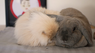 Adopción y rescate de conejos